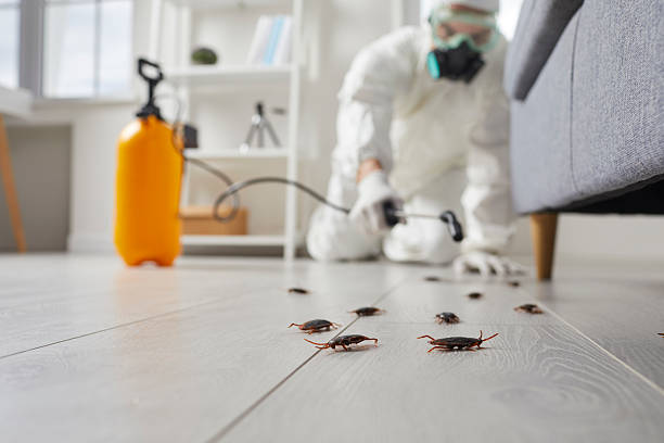 Commercial Kitchen Cockroach Control in Hebron